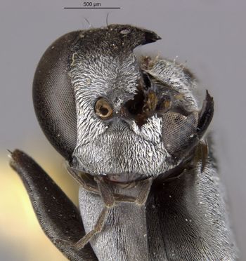 Media type: image;   Entomology 29328 Aspect: head frontal view